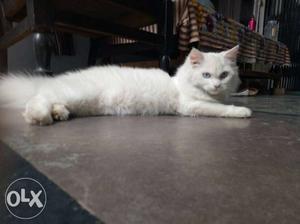 Persian cat availaible for sale