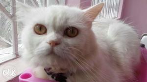 Persian cat proven male with fur quality and very friendly