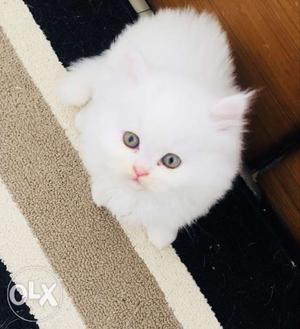 Persian cats 1 male 1 female 2 months old price