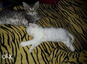 Persian cats..grey male...white female..