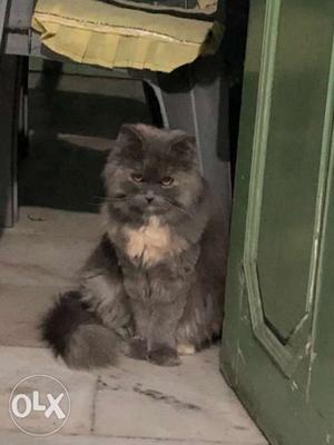 Persian grey cat 10 month age