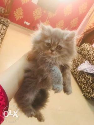 Persian kitten age 2.5 months female