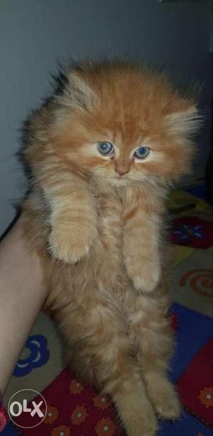 Persian kitten age 2.5 months male
