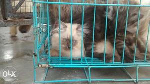 Persian kittens & Cat available