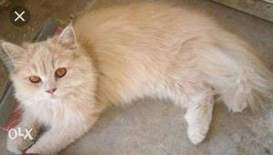 Persian male cat, 1.5 year old, light brown