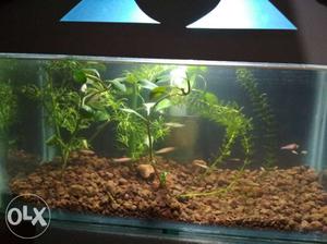 Planted aquarium (with live plants) with a