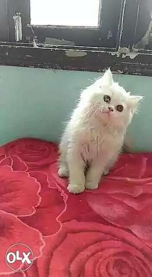 Pure parsion kitten with Dol face