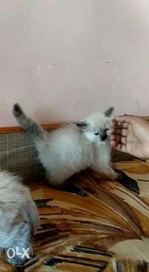 Pure parsion kitten with Himalayan face kitten