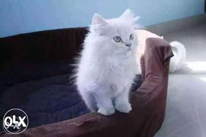 Pure persian breed healthy active and play ful