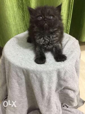 Pure persian female 2weeks old.