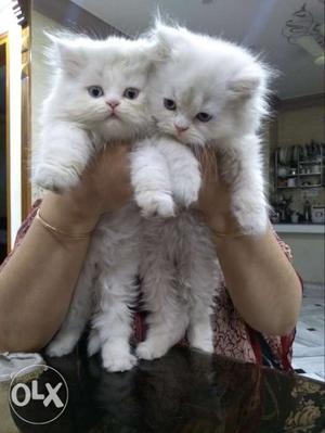 Pure persian high breed cat  three two