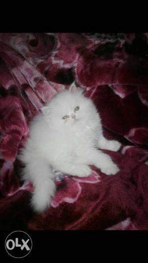 Pure persian male available. Dewormed toilet