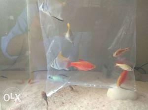 Red And Gray Fishes