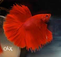 Red Beta Fish
