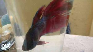 Red Betta Fish