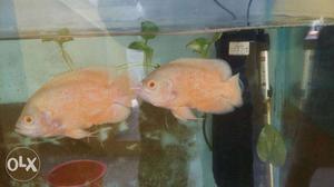 Red Oscar pair for  rupees, 6 inch oscars