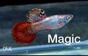 Red, Purple, And Blue Pet Fish
