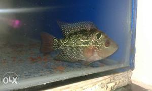 Red dragon female fish for sale 200 rs