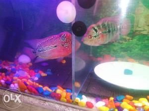 Red tragan flowerhorn fish male and female for sale 