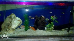 School Of Fish With Fish Tank