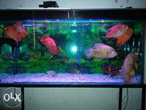 Sell my 4/1.5 feet aquarium