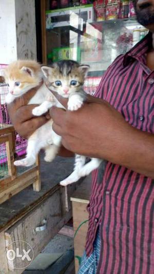 Short-coated White And Beige Kittens