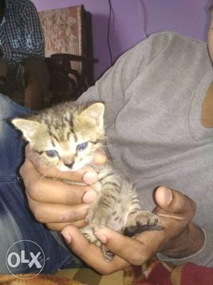Short-fur Gray Tabby Kitten