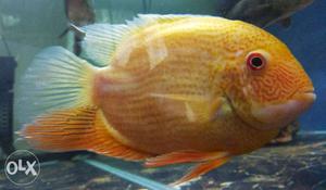 Single pcs Golden severum 7 inch, very healthy and active