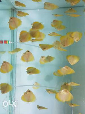 Solid Yellow Discus Fish For Sell