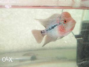 Super Red Dragon Flowerhorn size:5inch price is