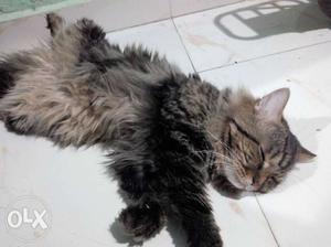 Tabby male persian final price no negotiation