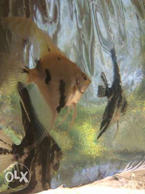Three marble angelfish for sale good quality and