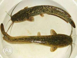 Two Beige Cat Fish