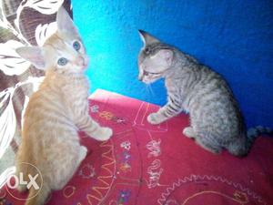 Two Silver And Orange Tabby Kittens