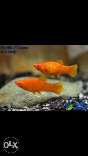Two healthy and beautiful pair of Red Molly,