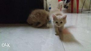 Two off white colour female kittens