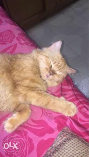 Urgent sale # Male percian