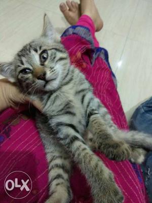 Very cute Kitten Urgent sell plz contact