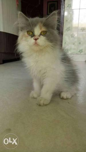 White And Gray Exotic Shorthair Cat