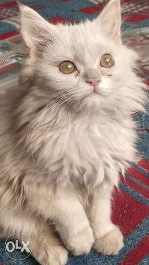 White Persian Cat with Green Eyes!!