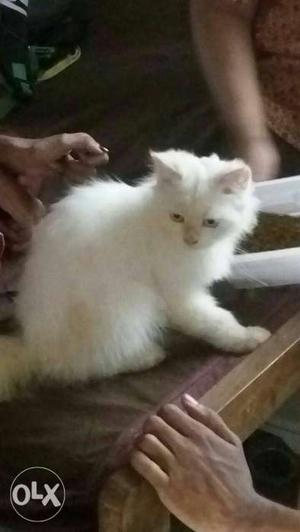 White Persian cat with blue eye. 4 mnth old