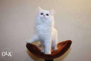 White Persian kittens available