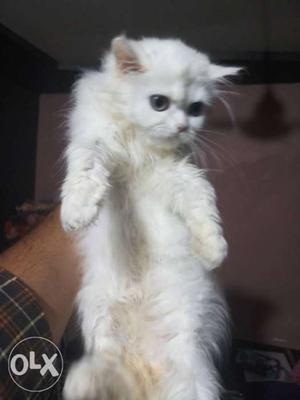White Persian kittens male female available