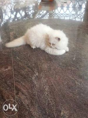 White female pure Persian cat with blue eyes. 3