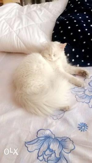 White female pure breed persian (FOR MATING ONLY)