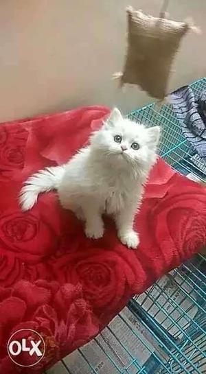 White parsion kitten with Dol face