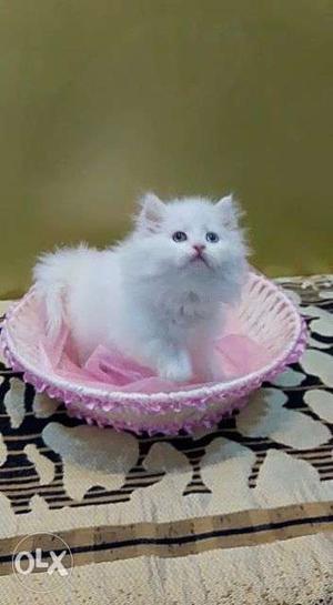White parsion kitten with pure Dol face
