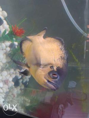 Yellow And Black Oscar Fish