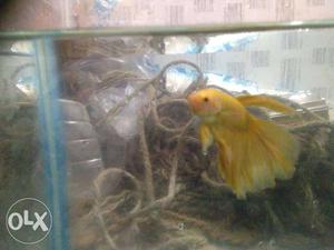 Yellow Beta Fish