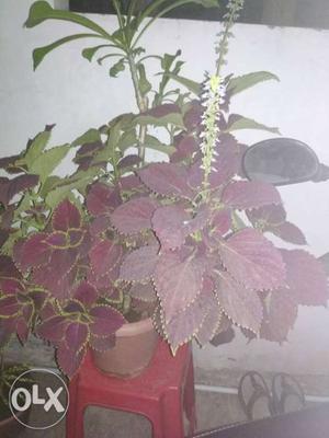 Red Coleus Plant And Plumeria Pudica